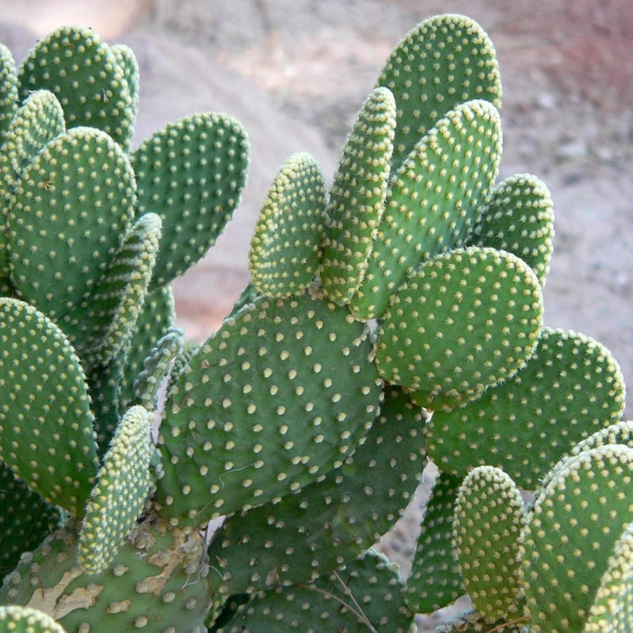 Bunny Ears Cactus - Opuntia Microdasys 81J4udB7oFL._AC_SL1500_ 5