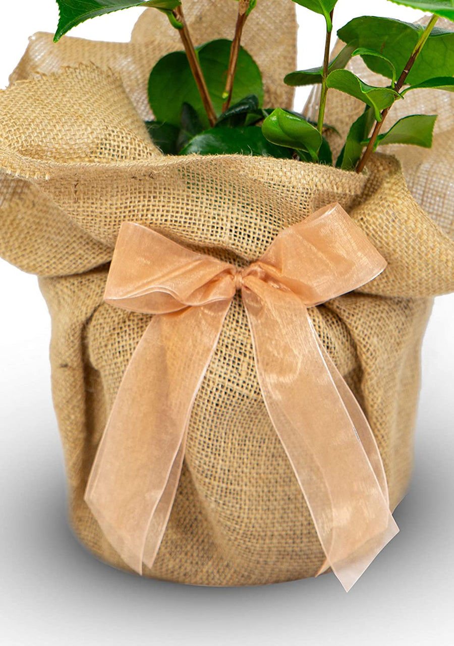 Golden 50th Wedding Anniversary Rose Bush Gift Wrapped  3
