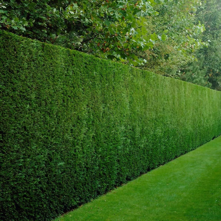 Leylandii Cypress Plant  4
