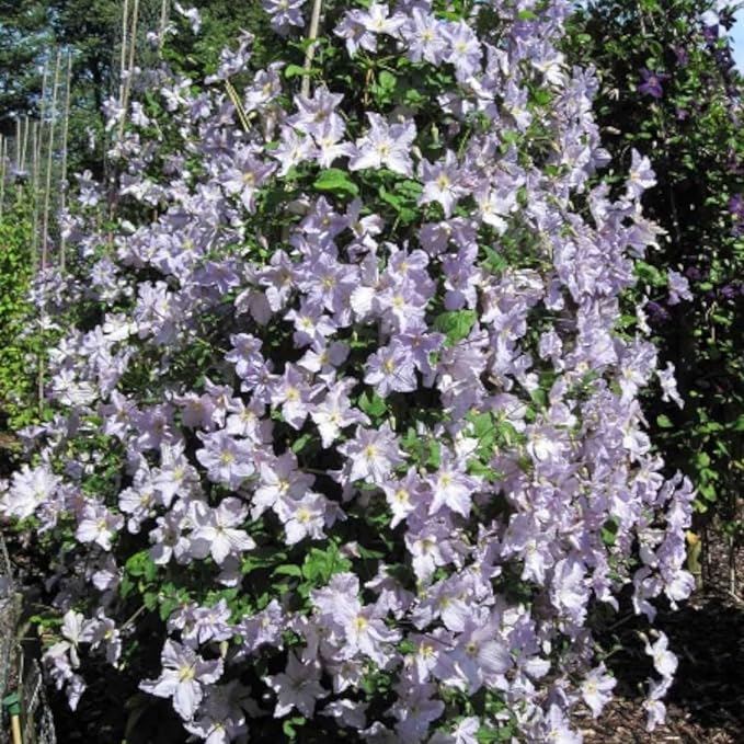 Clematis Blue Angel  2