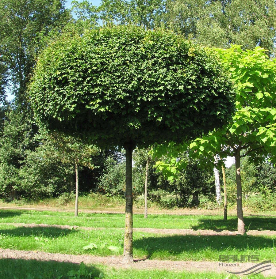 Acer Campestre - Field Maple Bare Root Tree Acer Campestre - Field Maple Bare Root Tree image4 4
