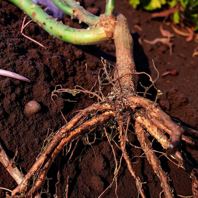 Arthur Bell Bare Root Rose  4