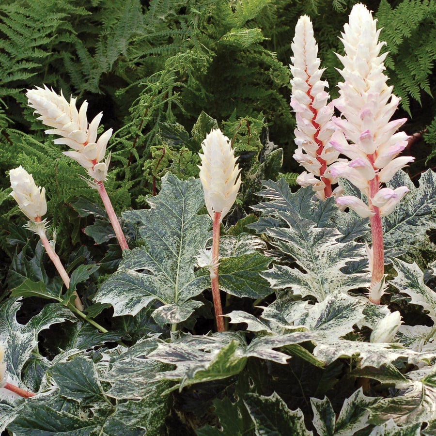 Acanthus Mollis Whitewater Acanthus mollis 'Whitewater' image3 4