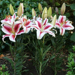 Oriental Lily Hachi Bulbs  2