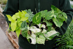 Pothos Collection - 4 Mix Devil's Ivy  2