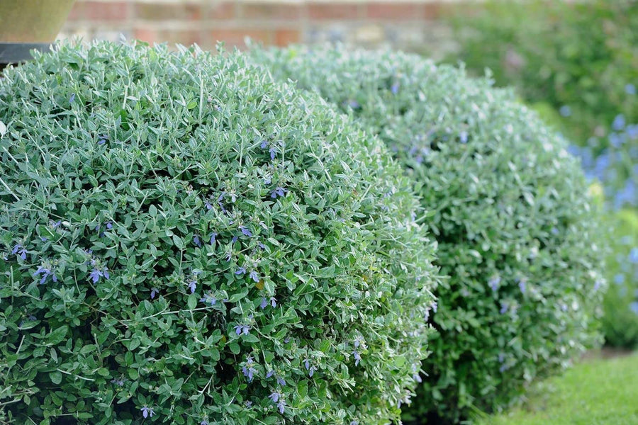 Teucrium Fruticans Teucrium Fruticans image3 3