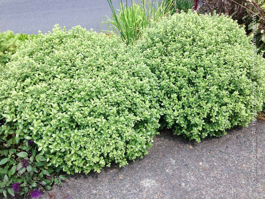 Pittosporum tenuifolium 'Golden Ball' Pittosporum tenuifolium 'Golden Ball' image3 3