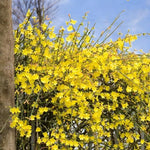 Jasmine Nudiflorum  3