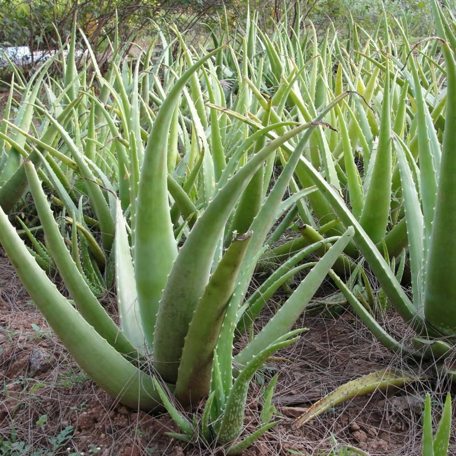aloe vera plant for sale uk Aloe Vera Plant 25-30cm in Height