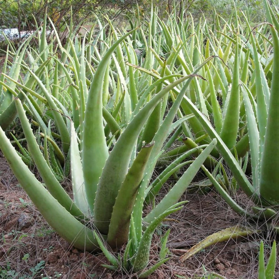 Aloe Vera Plant 81NPsz7CPsL._AC_SL1500_ 2