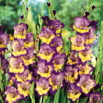 Gladiolus Bulbs Dynamite  1