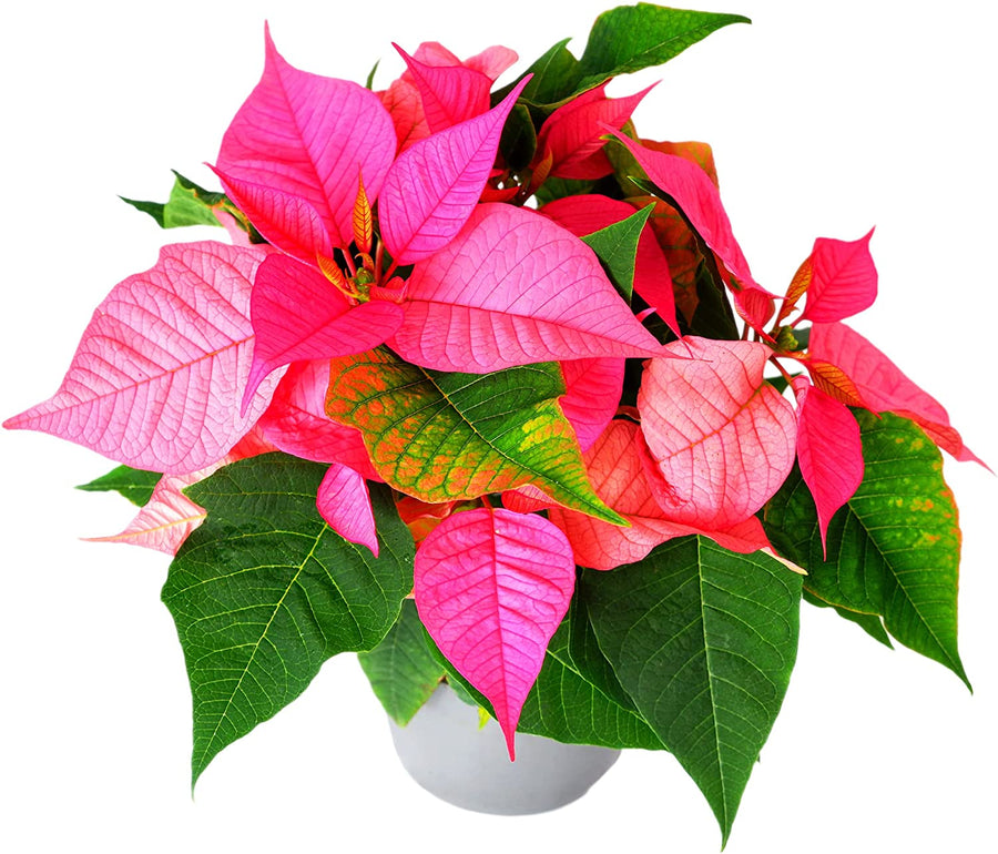 Pink Poinsettia - Pink Christmas Poinsettia Pink Poinsettia - Pink Christmas Poinsettia image1 2