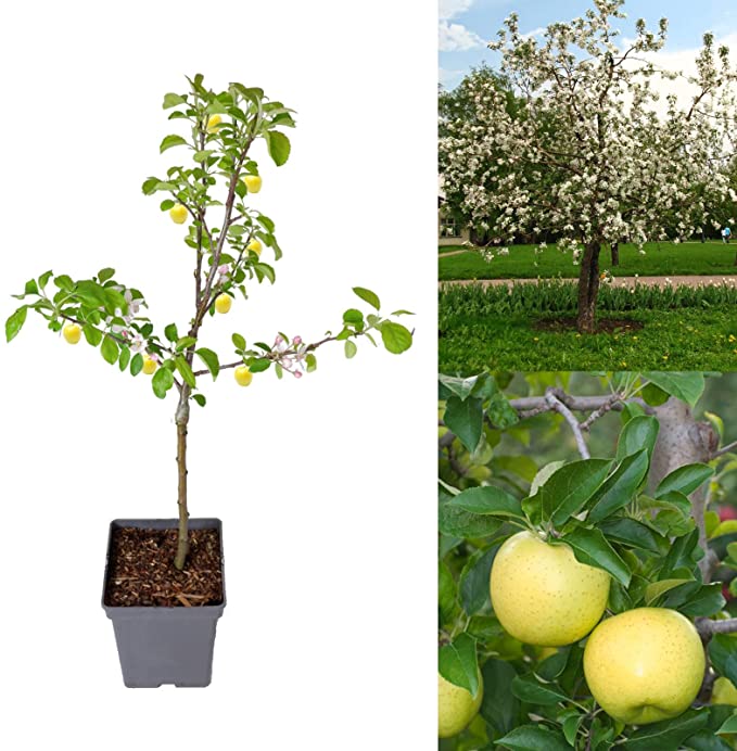 Apple Tree - Golden Delicious 81OkUjz9FJL._AC_SX679_ 1