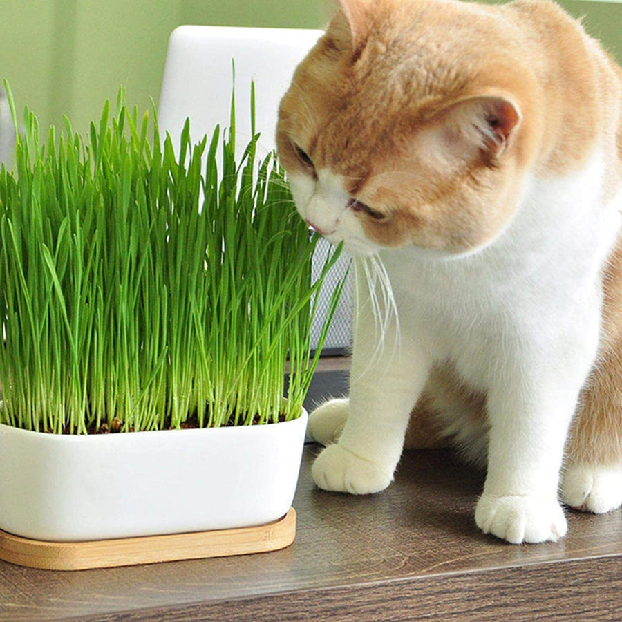 Cat Grass Hordeum Vulgare Plants 81OraaWF4ZL._AC_SL1500_ 3