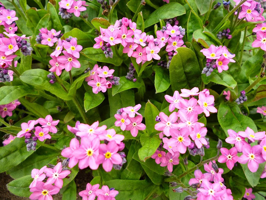 Myosotis 'Mon Amie Pink' Myosotis 'Mon Amie Pink' image1 1