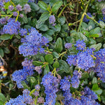 Ceanothus Puget Blue  2