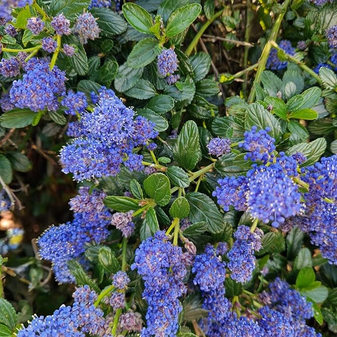 Ceanothus Puget Blue  2