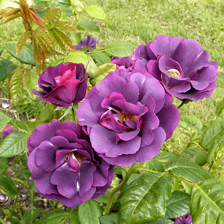 Rhapsody in Blue Rose Bush in 5L Pot 81Rn5h1J0hL._AC_SL1500_ 2
