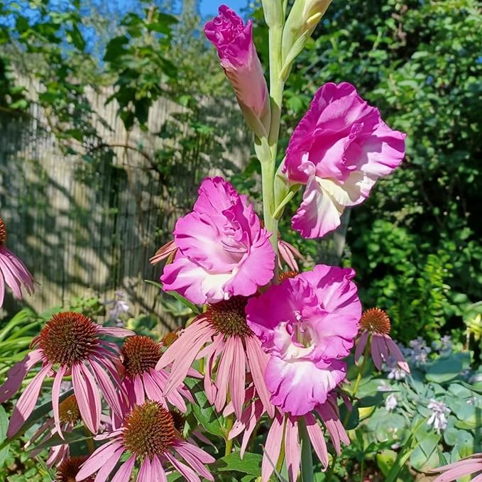 Gladiolus Bulbs Jo Jo  3