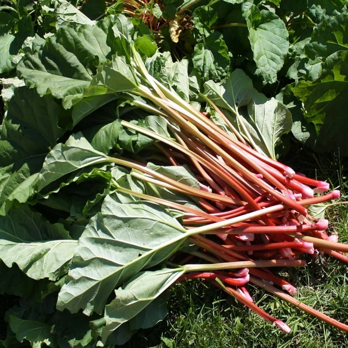 Glaskins Perpetual Rhubarb Crown Bare Roots  1