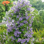 Clematis Prince Charles  3