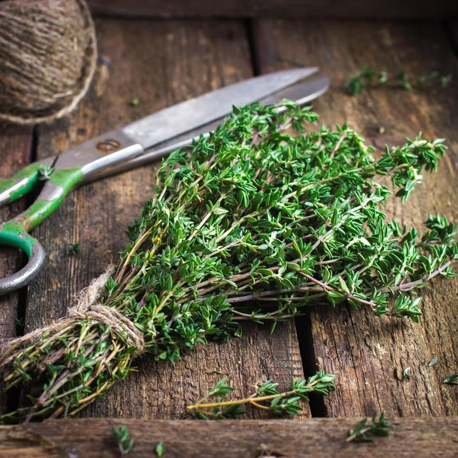 Thyme Lollipop Tree  2