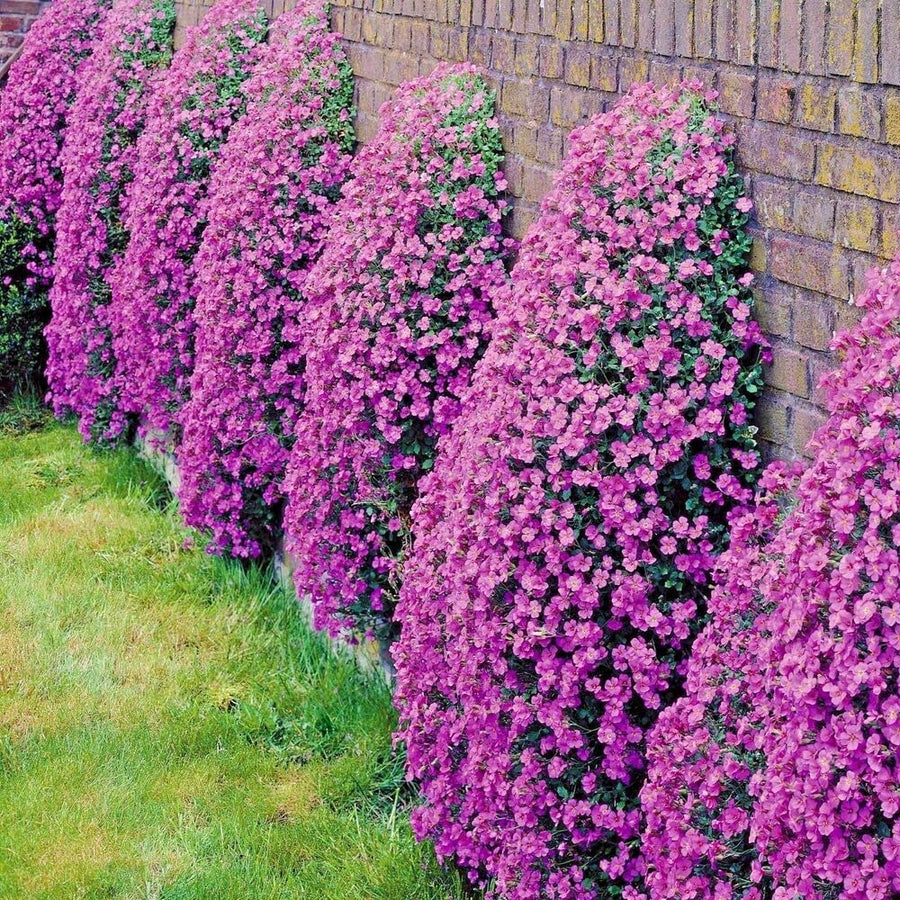 Aubrieta Audrey Pack Aubrieta Audrey Pack of 3 Plants image4 1