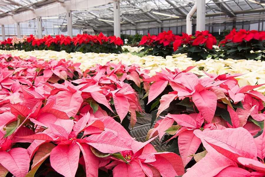 Pink Poinsettia - Pink Christmas Poinsettia Pink Poinsettia - Pink Christmas Poinsettia image3 4