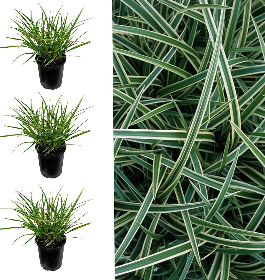 Carex Ice Dance Sedge Plants Carex Ice Dance x 3 Sedge Plants image1 2