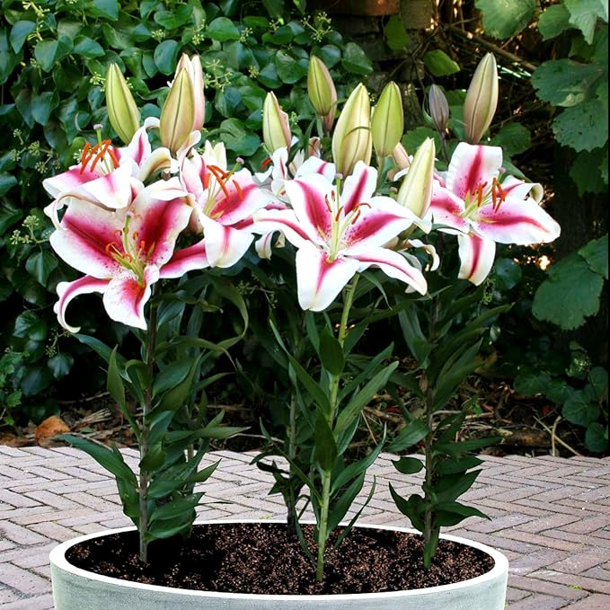 Oriental Lily Hachi Bulbs  3