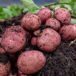 Rooster Seed Potatoes  4