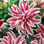 Oriental Lily Magic Star Bulbs  1