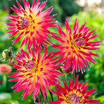 Dahlia Bora Bora Bulbs  3