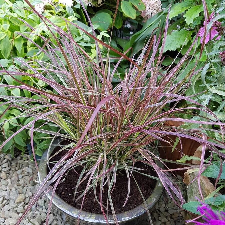 Pennisetum Cherry Sparkler 81cSmFERZwL._AC_SL1080_ 2