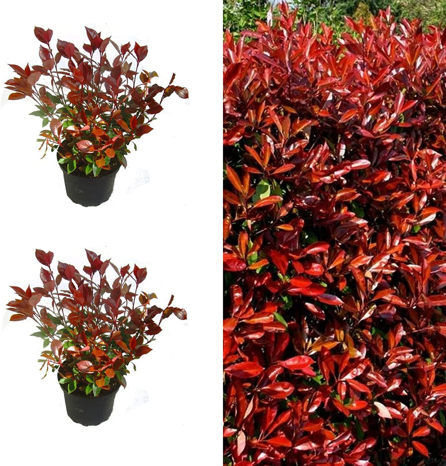 'Little Red Robin' Photinia  - 2 Plants 81d7CyRCzuL._AC_SL1500_ 2