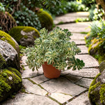 Sedum Takesimense Atlantis Plant  1