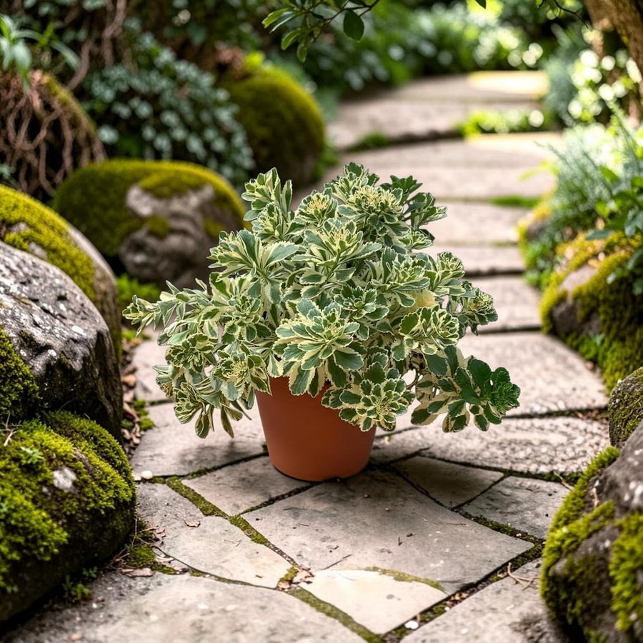 Sedum Takesimense Atlantis Plant  1