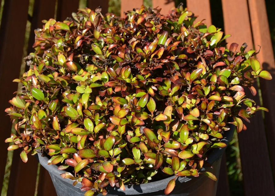 Coprosma Pina Colada - 2 Plants 81dtFE2Y1SL._AC_SL1200_ 3