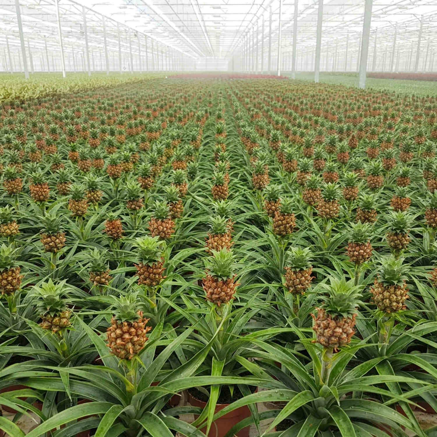 pineapple plant farm Pineapple Plant