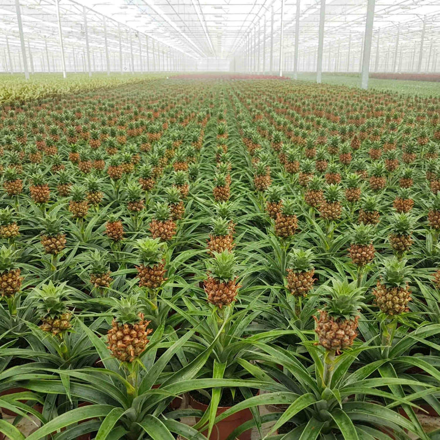 Pineapple Plant 81fiERGXjmL._AC_SL1500_ 5