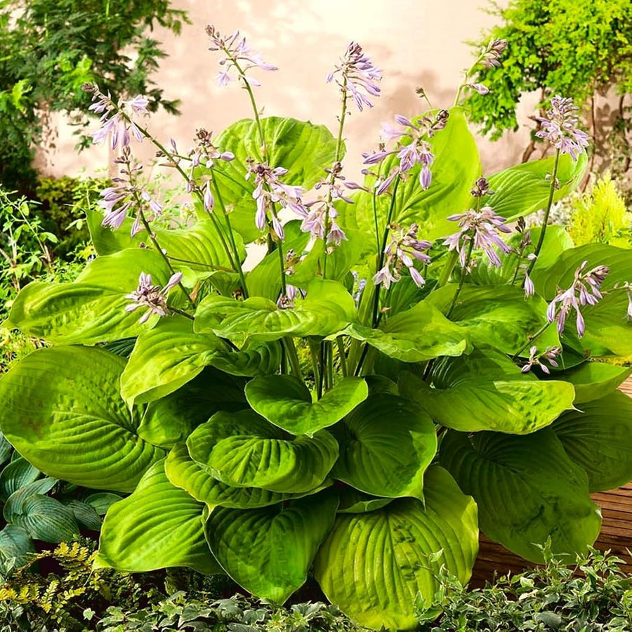 Hosta Sum and Substance  1