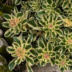 Sedum Takesimense Atlantis Plant  4