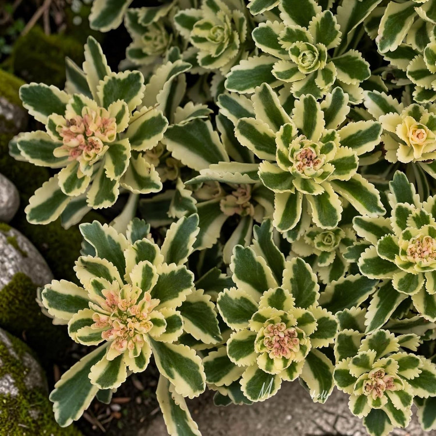 Sedum Takesimense Atlantis Plant  4