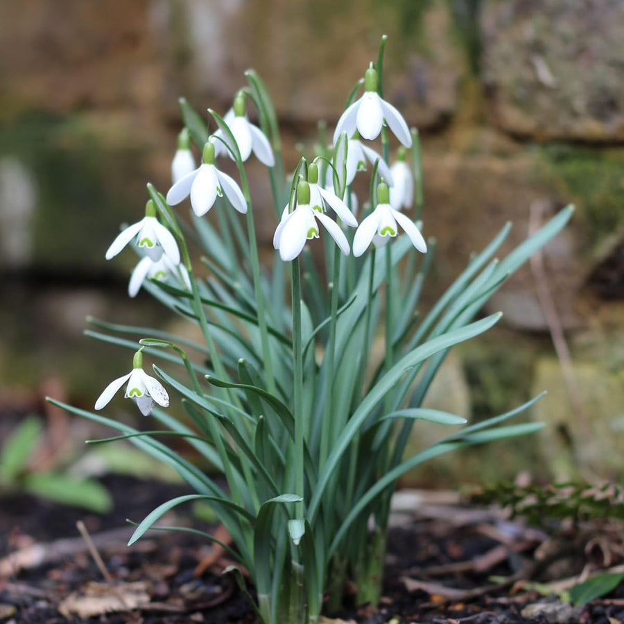 3 x Snowdrop Flower Plants 3 x Snowdrop Flower Plants image2 2