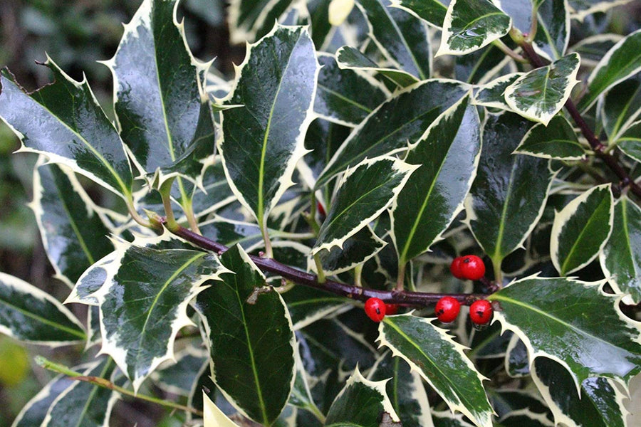 Ilex aquifolium Handsworth New Silver 81jZa+iktkL._AC_SL1500_ 5