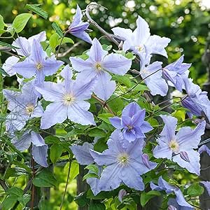 Clematis Blue Angel  3