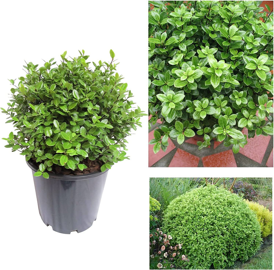 Pittosporum tenuifolium 'Golf Ball' Pittosporum tenuifolium 'Golf Ball' image1 2