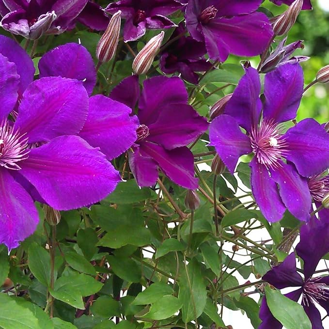Clematis Gypsy Queen  1