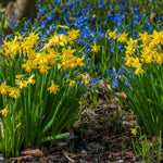 Narcissus Tete a Tete Dwarf Daffodil Bulbs  6