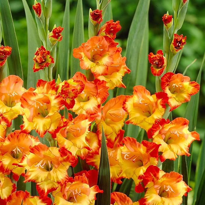 Gladiolus Bulbs Princess Margaret Rose  1